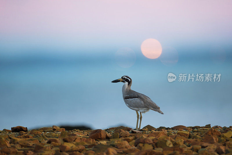 厚膝鸟:海滩厚膝或海滩石鸻(Esacus magnirostris)